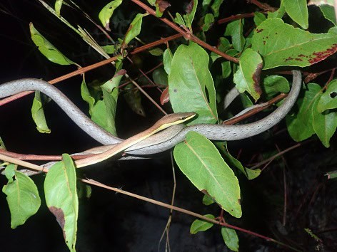 Brown Vinesnake Oxybelis aeneus trees