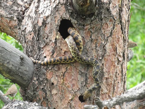 Bullsnake Pituophis catenifer tree trunks