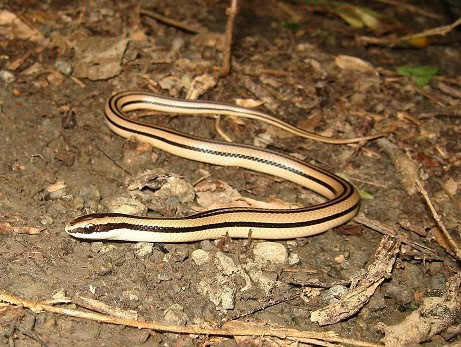 Conophis vittatus striped road guarder