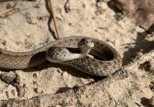 DeKay's Brownsnake Storeria dekayi aggressive