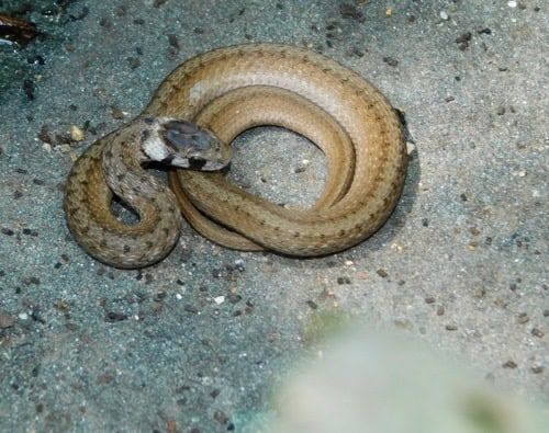 DeKay's Brownsnake Storeria dekayi cute