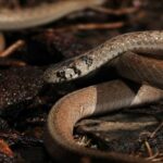 DeKay's Brownsnake Storeria dekayi face