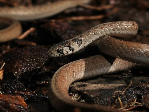 DeKay's Brownsnake Storeria dekayi face