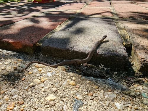 DeKay's Brownsnake Storeria dekayi slithering