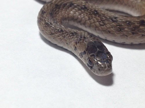 Dekay's Brownsnake (Storeria dekayi) head