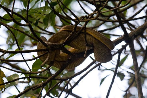 Dormilona Corallus ruschenbergerii tree snake