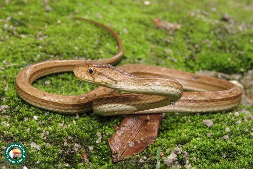 Dryophylax nattereri coastal house snake