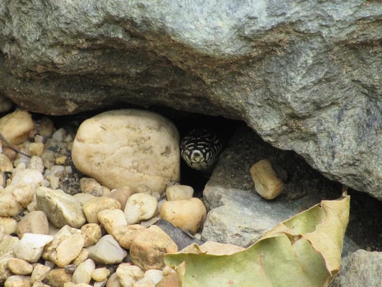 Eastern Kingsnake Lampropeltis getula hiding