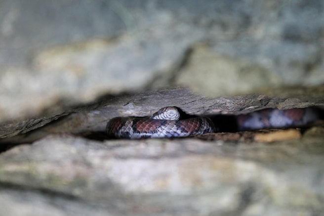 Eastern Milksnake Lampropeltis triangulum hidden