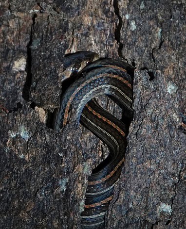 Eight Striped Kukri Snake Oligodon octolineatus