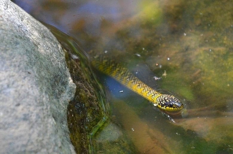 Erythrolamprus poecilogyrus swamp snake