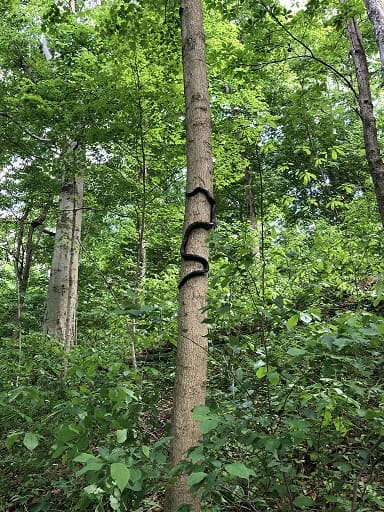 Gray Ratsnake Pantherophis spiloides climbing