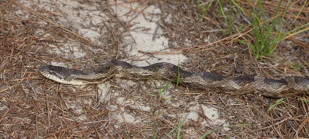 Gray Ratsnake Pantherophis spiloides florida