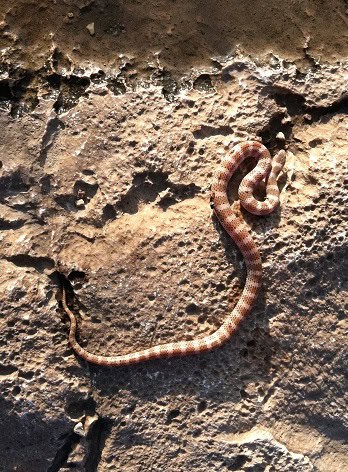 Great Plains Ground Snake Sonora episcopa