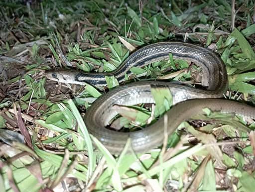 Javan Keelback Fowlea melanzosta java