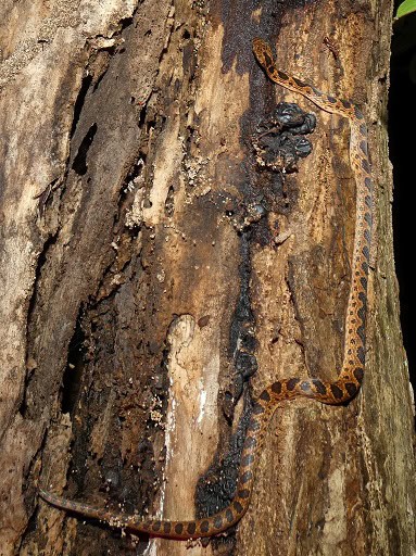 Leptodeira rhombifera tree climbing snake