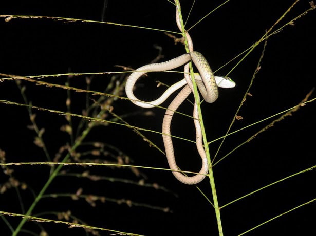 Leptophis ahaetulla effortless tree climber