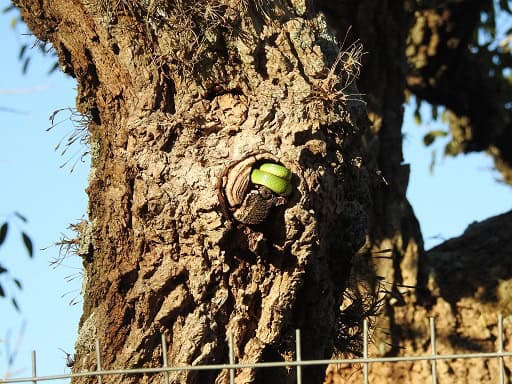 Lichtenstein's Green Racer tree trunk