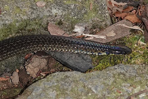 Linne's Dwarf Snake Calamaria linnaei