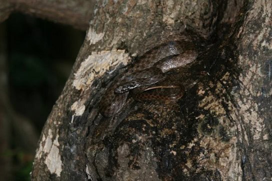 Madagascarophis colubrinus tree snake madagascar