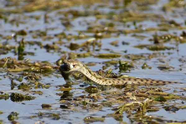 Natrix tessellata dice snake swamps