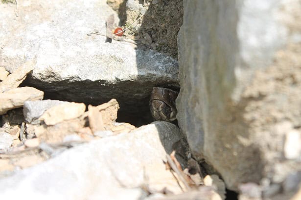 Northern Cottonmouth Agkistrodon piscivorus crevice