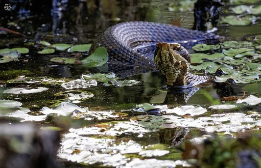 Northern Cottonmouth Agkistrodon piscivorus swamps