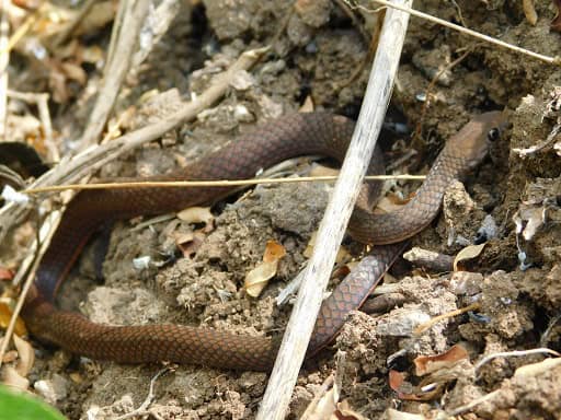 Orange-bellied Snake Gongylosoma baliodeira java