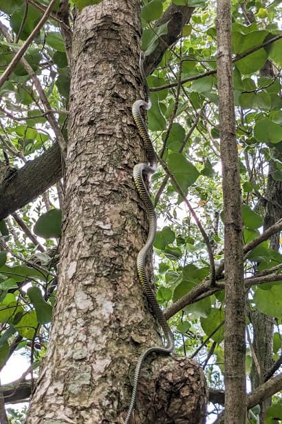 Paradise Flying Snake climbing tree