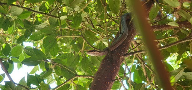 Philodryas chamissonis chilean racer trees