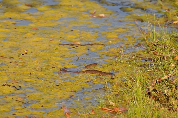 Plain-bellied Watersnake Nerodia erythrogaster swamp