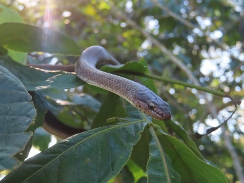 Puerto Rican Racer Borikenophis portoricensis