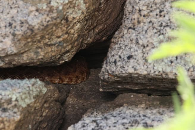 Red Diamond Rattlesnake rock crack