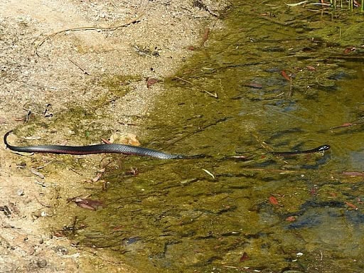 Red-bellied Black Snake swamp