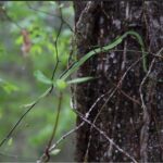 Rough Greensnake Opheodrys aestivus climber