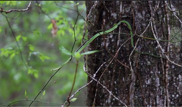 Rough Greensnake Opheodrys aestivus climber