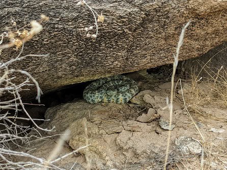 Southwestern Speckled Rattlesnake rock cracks