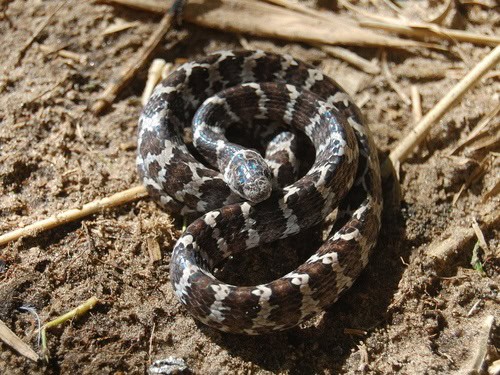 Spot-bellied Slug-eating Snake Dipsas ventrimaculata