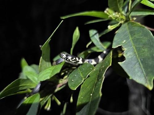 Stephens' Banded Snake Hoplocephalus stephensii