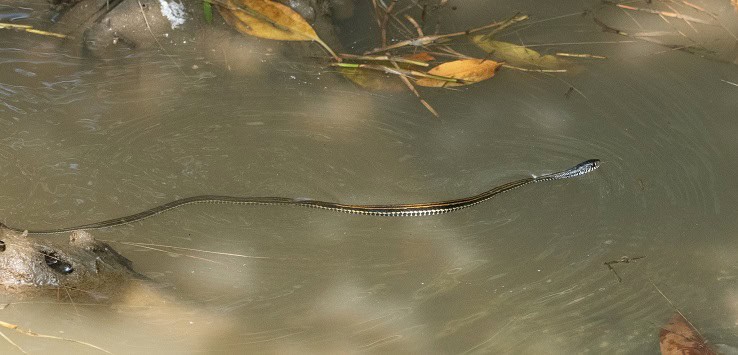 Striped Keelback Xenochrophis vittatus snakes