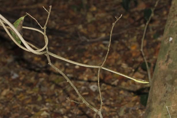 Thornscrub Vine Snake Oxybelis microphthalmus