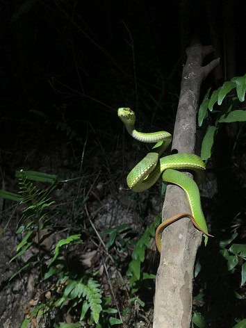 Trimeresurus albolabris tree climbing snake