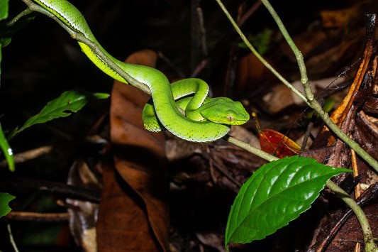 Trimeresurus sumatranus thin tree branches