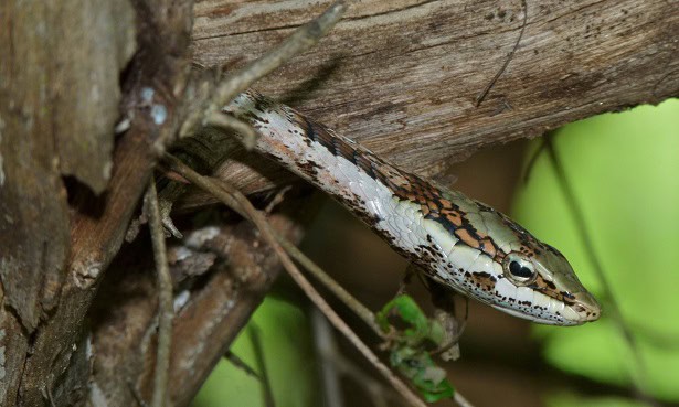 Twig Snake Thelotornis capensis trees