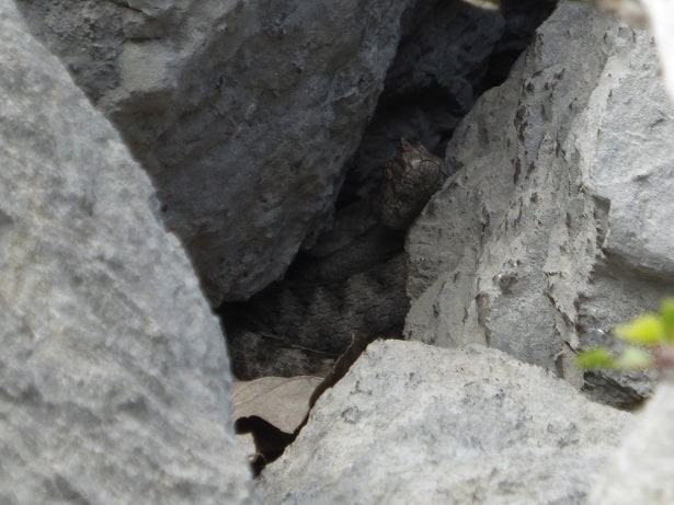 Vipera ammodytes dark rock cracks