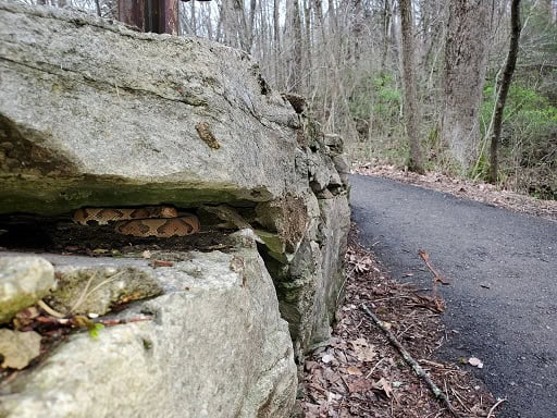 agkistrodon copperhead rock cracks