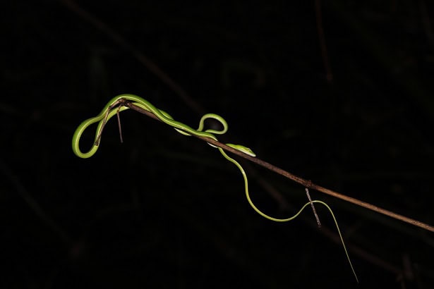 asian vine snake thin branches