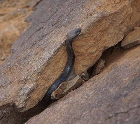 black spitting cobra rock cracks