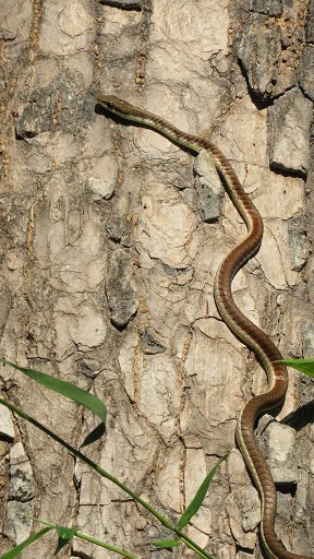 common bronzeback Dendrelaphis tristis climbing