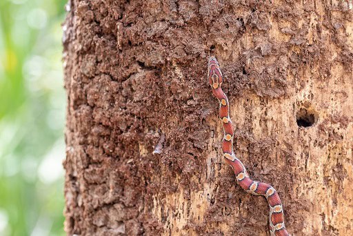 corn snake expert tree climber